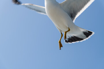 low-angle view of the flying seagull