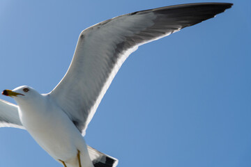 low-angle view of the flying seagull