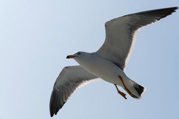 low-angle view of the flying seagull
