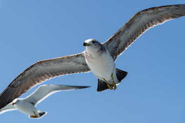 low-angle view of the flying seagull