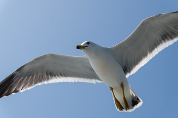 low-angle view of the flying seagull