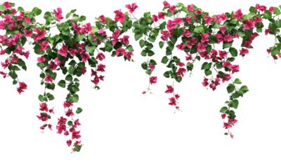 Vibrant Bougainvillea pink flowers cascading , creating a striking visual effect. isolated on white background and transparent background
