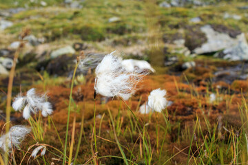 Wollgras im Dovrefjell