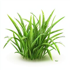 Obraz premium Fresh green grass with morning dew isolated on white