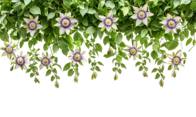 Vibrant passion flowers cascading down lush green leaves . isolated on white background and transparent background
