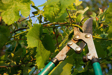 Pruning of the vine with secateurs in the summer