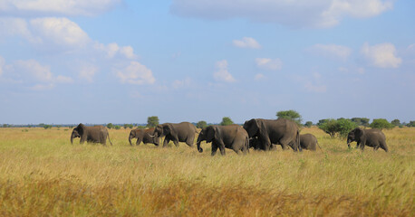 Fototapeta premium Afrikanischer Elefant / African elephant / Loxodonta africana
