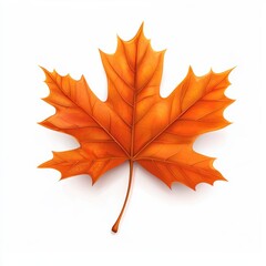 Fototapeta premium Maple leaf isolated on white