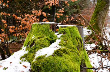 ein mit  Moos und Schnee bedeckter Baumstumpf im Wald