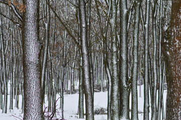 Panorama of a winter forest with tree trunks covered with snow on one side.