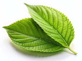 Fototapeta premium Miniature Green Leaves on White: Tilt-Shift Macro Photography