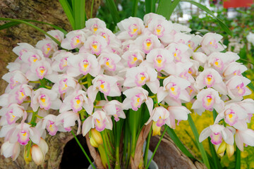 綺麗に咲く胡蝶蘭