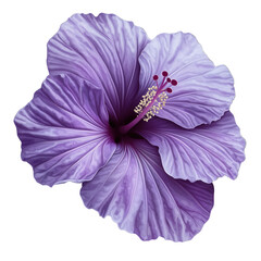 A purple flower with a purple center and a white stem