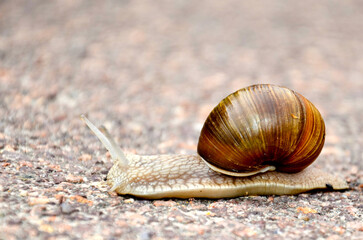 Nahaufnahme einer Weinbergschnecke auf einem Gehweg