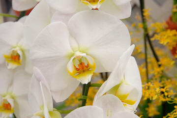 白い胡蝶蘭のアップ