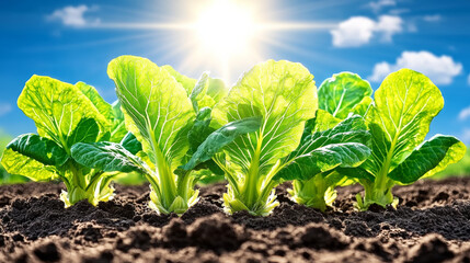 Fresh green lettuce growing in soil under bright sunlight, showcasing healthy agriculture and nature beauty
