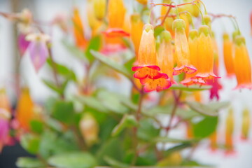 エンゼルランプ　カランコエテッサ