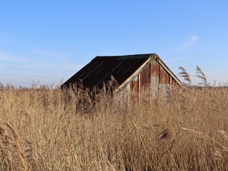 Old barn in a field of reeds in Norfolk UK