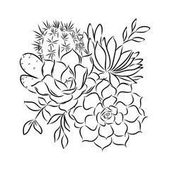 Fototapeta premium Succulent isolated hand drawn illustration, sketch succulent flower.