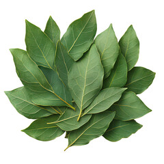 Fototapeta premium Fresh bay leaves isolated on transparent background