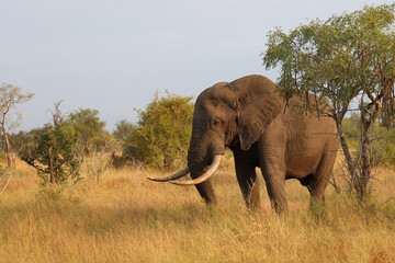 Fototapeta premium Afrikanischer Elefant / African elephant / Loxodonta africana..