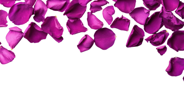 Floating purple petals transparent background floral decoration studio setting close-up view nature concept