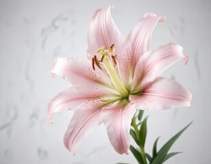 Naklejka premium delicate petal pink lily flower on white background , garden, floral, beautiful