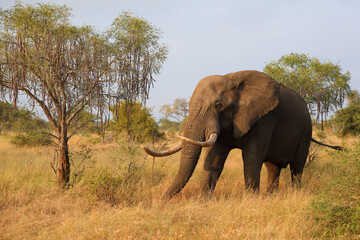 Fototapeta premium Afrikanischer Elefant / African elephant / Loxodonta africana..