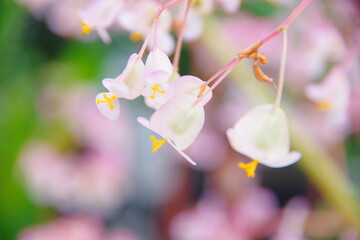 シュウカイドウのアップ