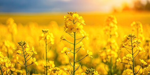 Pan across a sea of golden rapeseed, capturing nature's vibrant detail.