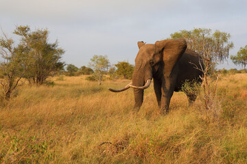 Obraz premium Afrikanischer Elefant / African elephant / Loxodonta africana..