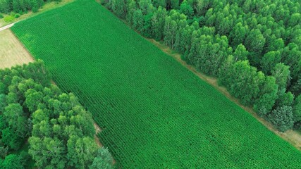 Green agricultural field surrounded by woodland