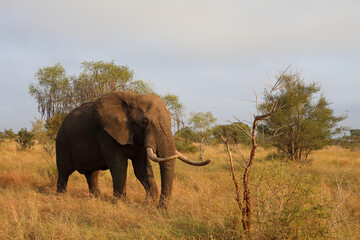 Obraz premium Afrikanischer Elefant / African elephant / Loxodonta africana..