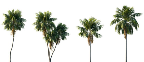 Set of Howea forsteriana (the Kentia palm, thatch palm or palm court palm) frontal isolated png on...