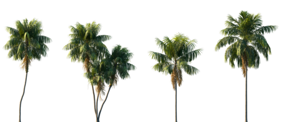 Set of Howea forsteriana (the Kentia palm, thatch palm or palm court palm) frontal isolated png on a transparent background perfectly cutout