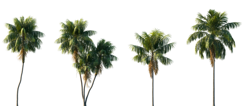 Set of Howea forsteriana (the Kentia palm, thatch palm or palm court palm) frontal isolated png on a transparent background perfectly cutout