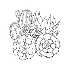 Succulent isolated hand drawn illustration, sketch succulent flower.