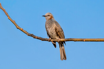 青空の下、羽休めをするヒヨドリ