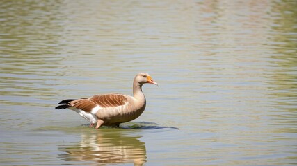 Egyptian Goose Alopochen aegyptiaca Walking in Water, egypt, geese