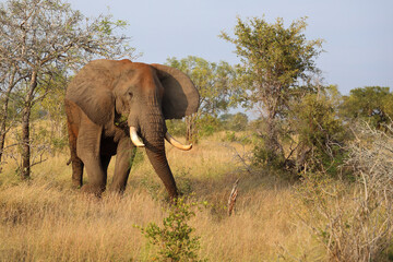 Fototapeta premium Afrikanischer Elefant / African elephant / Loxodonta africana..