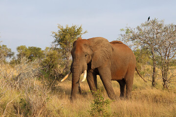Afrikanischer Elefant / African elephant / Loxodonta africana..