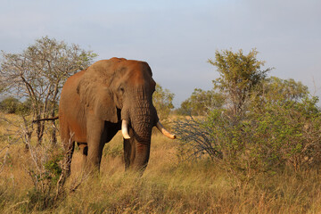 Obraz premium Afrikanischer Elefant / African elephant / Loxodonta africana..