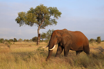 Obraz premium Afrikanischer Elefant / African elephant / Loxodonta africana..