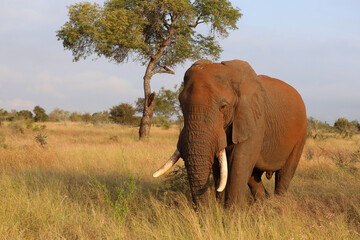 Afrikanischer Elefant / African elephant / Loxodonta africana..