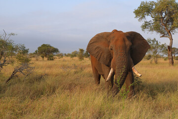 Afrikanischer Elefant / African elephant / Loxodonta africana..