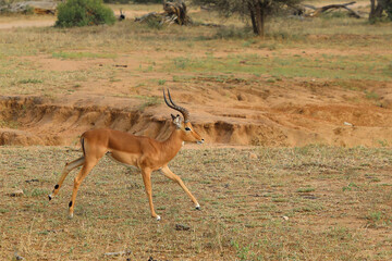Naklejka premium Schwarzfersenantilope / Impala / Aepyceros melampus