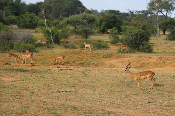 Naklejka premium Schwarzfersenantilope / Impala / Aepyceros melampus