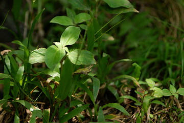green grass in the morning