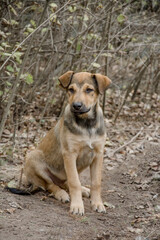 Beautiful crossbreed puppy looking at the camera
