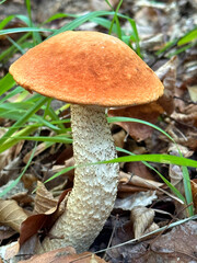 Orange-Cap Boletus (Leccinum aurantiacum) Growing in the Forest